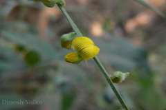 Crotalaria leptostachya